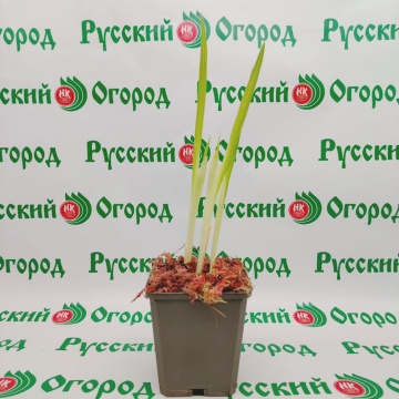 Стандарт поставки 7 Гладиолусы в ассортименте (горшок Р9)