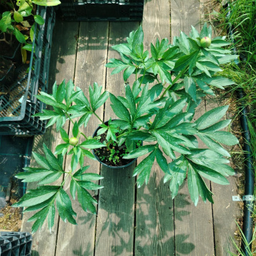 Стандарт поставки 3 Пион молочноцветковый Честин Гуди