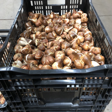 Стандарт поставки 5 Тюльпан Фабио