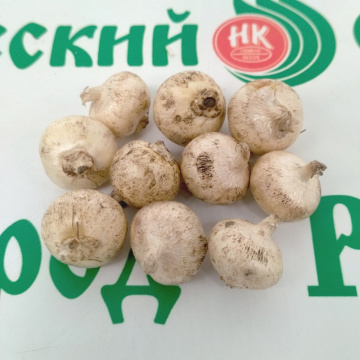 Стандарт поставки 3 Трителейя рыхлая Конингин (Квин) Фабиола