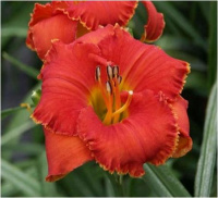 Hemerocallis Spacecoast Tiny Inferno - купить с доставкой