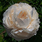 Пион травянистый Флоренс Бонд