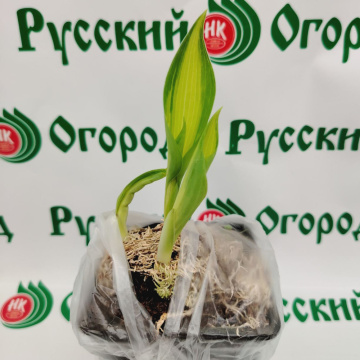 Стандарт поставки 4 Хоста Катерина