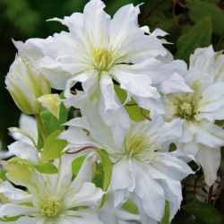 Clematis první láska