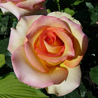 Роза Сальвадор (горшок 3л)