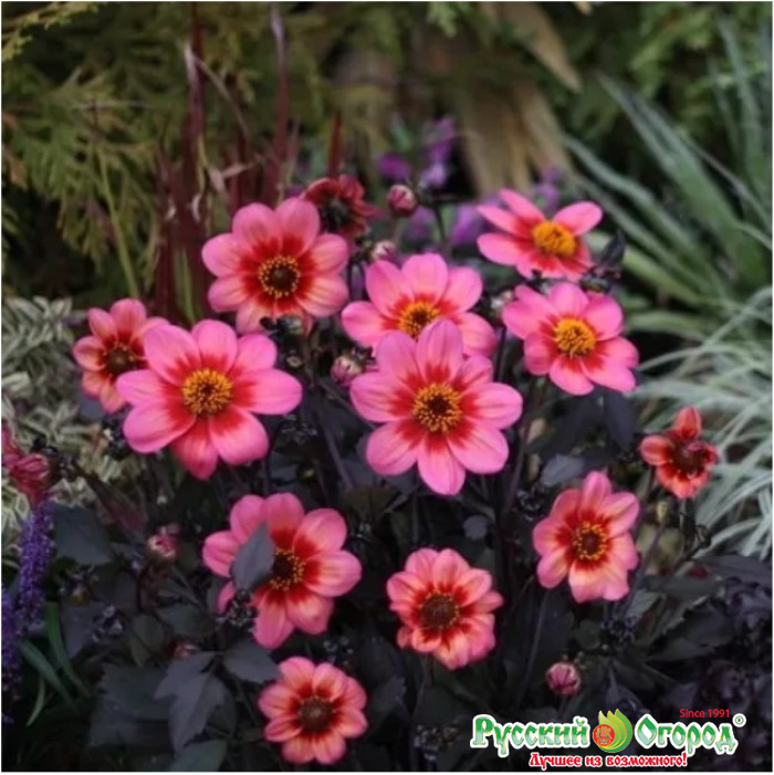 Купить Георгина Дахлегрия Триколор в Москве и РФ. Описание сорта ...