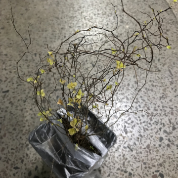 Стандарт поставки 2 Спирея Спарклинг Шампэйн