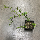 Айва превосходная Техас Скарлет