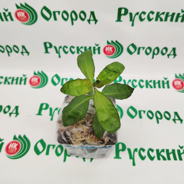 Стандарт поставки 5 Флокс метельчатый Гений
