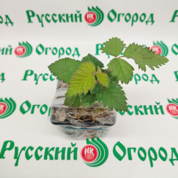Стандарт поставки 3 Ежевика Блэк Каскад