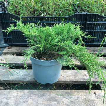 Стандарт поставки 2 Можжевельник средний Голд Коаст (горшок 2л)