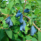 Жимолость Пушкинская (горшок 1л)