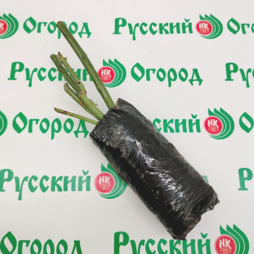 Стандарт поставки 6 Роза Эмма Де Мейян