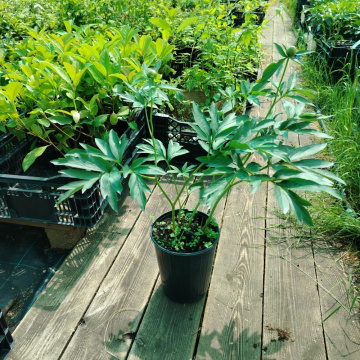 Стандарт поставки 5 Пион травянистый Мунлайт Сноу