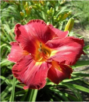 Hemerocallis Hot Tamales and Red Hots - купить с доставкой