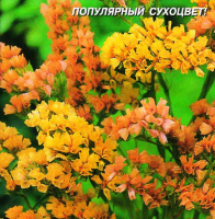Статице Абрикос - купить с доставкой