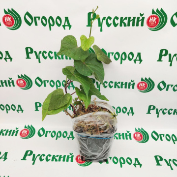 Стандарт поставки 6 Батат Бэтти