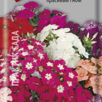 Флокс Красивый гном  - купить с доставкой