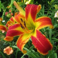 Hemerocallis Follow the Yellow Brick Road - купить с доставкой