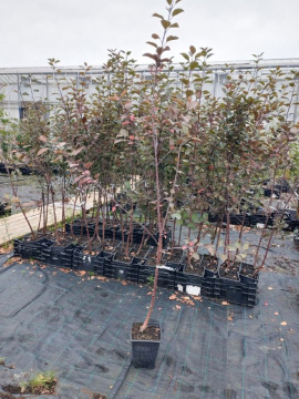 Стандарт поставки 2 Яблоня с красной мякотью Красная Вертмана (горшок 7л)