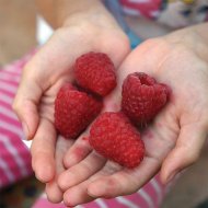 8ca45a64eb2f4c3415cd6903f6c9061e Малина без шипов как называется