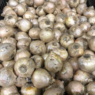 Стандарт поставки 1 Гиацинт Уайт Перл