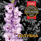 Гладиолус Голубка