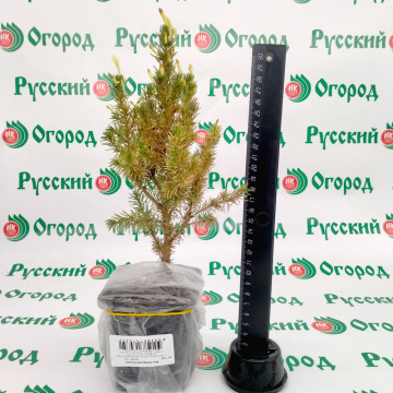 Стандарт поставки 1 Ель канадская Коника