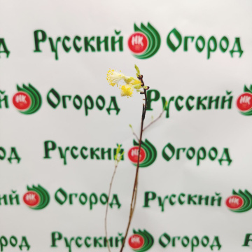 Стандарт поставки 3 Ива Ползучая Нитида
