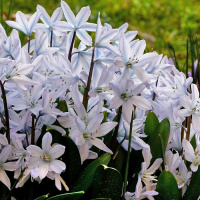 Пролеска (сцилла) - купить луковицы по выгодной цене с доставкой.