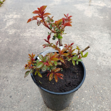 Стандарт поставки 18 Роза Ред Эмпайр