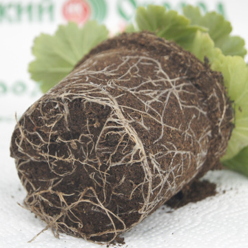 Стандарт поставки 5 Пеларгония розовидная Эпплблоссом