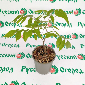 Стандарт поставки 3 Вистерия (глициния) китайская