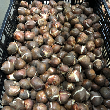 Стандарт поставки 2 Тюльпан Медисон Гарден