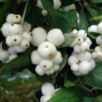Снежноягодник Белый - купить с доставкой