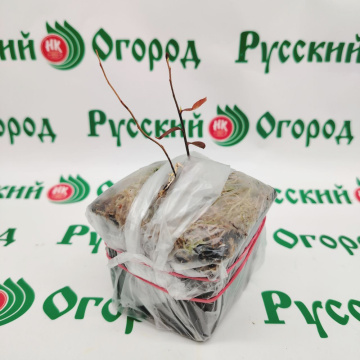 Стандарт поставки 1 Голубика Нельсон