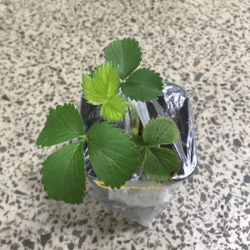 Стандарт поставки 5 Земляника Альба