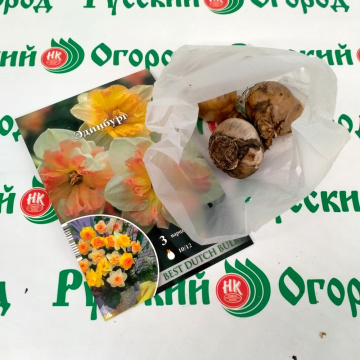 Стандарт поставки 2 Нарцисс Эдинбург