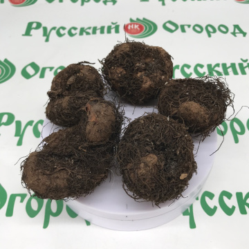 Стандарт поставки 2 Бегония Вумми Апфельблют