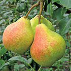 Груша Память Яковлева (горшок 7л)