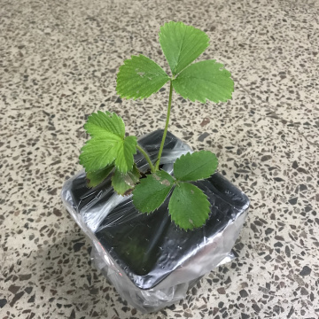 Стандарт поставки 9 Земляника Альба