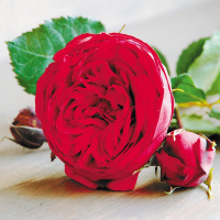 Роза Пиано® (горшок 4л) - купить с доставкой