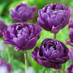 Тюльпан Пепл Соверен 