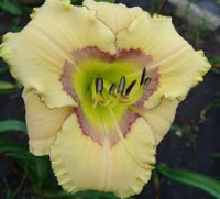 Hemerocallis Tapestry in Time - купить с доставкой