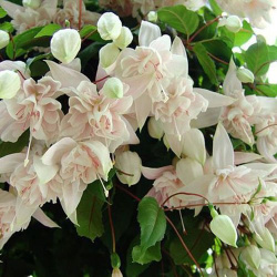Fuchsiový hybrid ampelnaya Pink Marshmallow