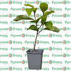 Магнолия Сьюзан