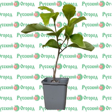 Стандарт поставки 1 Магнолия Сьюзан