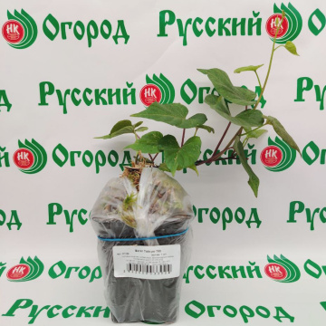 Стандарт поставки 1 Батат Тайнунг Т65