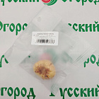 Гладиолус Порхание бабочки