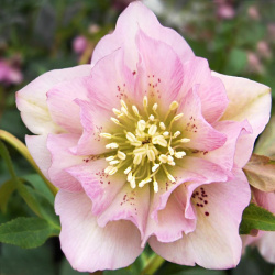 Hellebore orientalis Double Ellen Pink